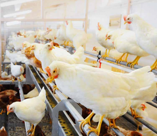 Farm for keeping poultry with very high growth potential